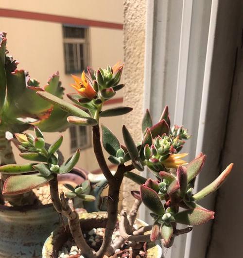 肉肉植物开花后应该如何护理？有哪些后续管理要点？