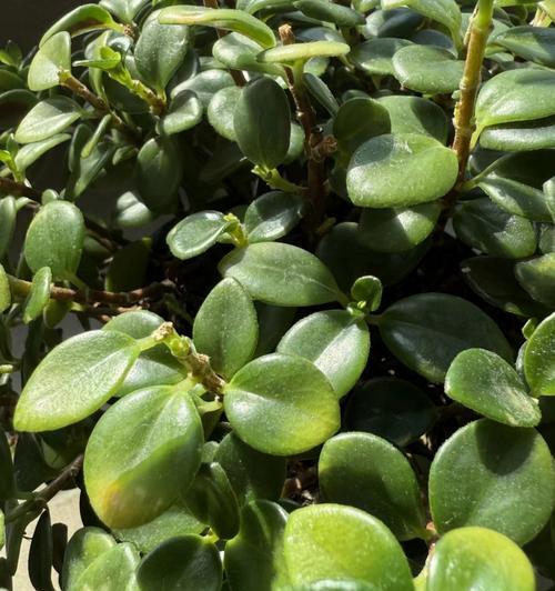 肉肉植物开花后应该如何护理？有哪些后续管理要点？