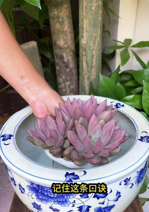 肉肉植物开花后应该如何护理？有哪些后续管理要点？