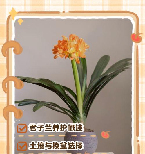 君子兰土壤配制技巧是什么？怎样选择合适的土壤？