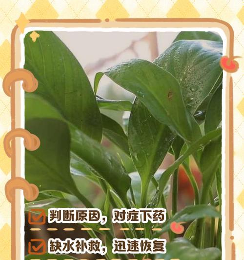 白掌水培的正确步骤是什么？如何保证成活率？