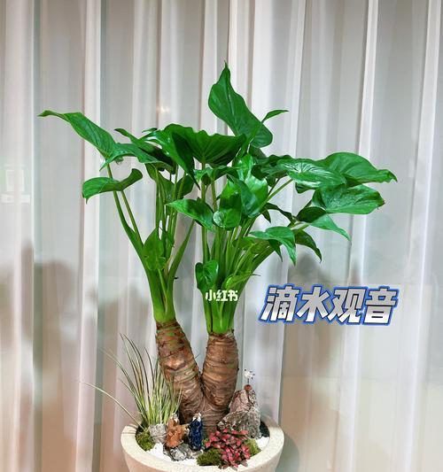 滴水观音的养殖方法有哪些？滴水观音养殖需要注意什么？