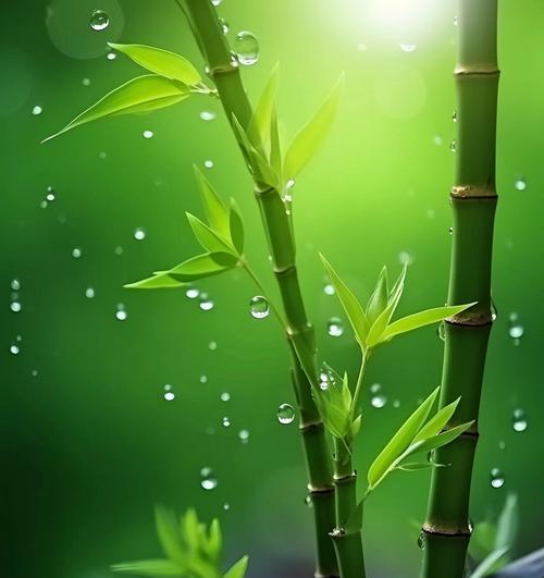 竹子对土壤有什么特殊要求？如何选择合适的土壤？