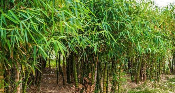 竹子对土壤有什么特殊要求？如何选择合适的土壤？