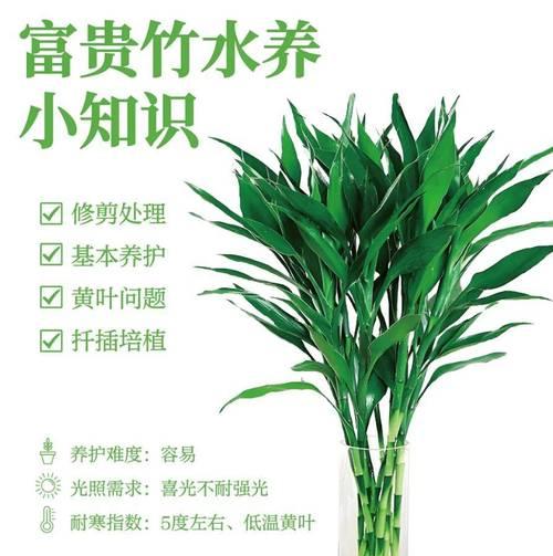 富贵竹水养的正确方法是什么？需要注意什么？