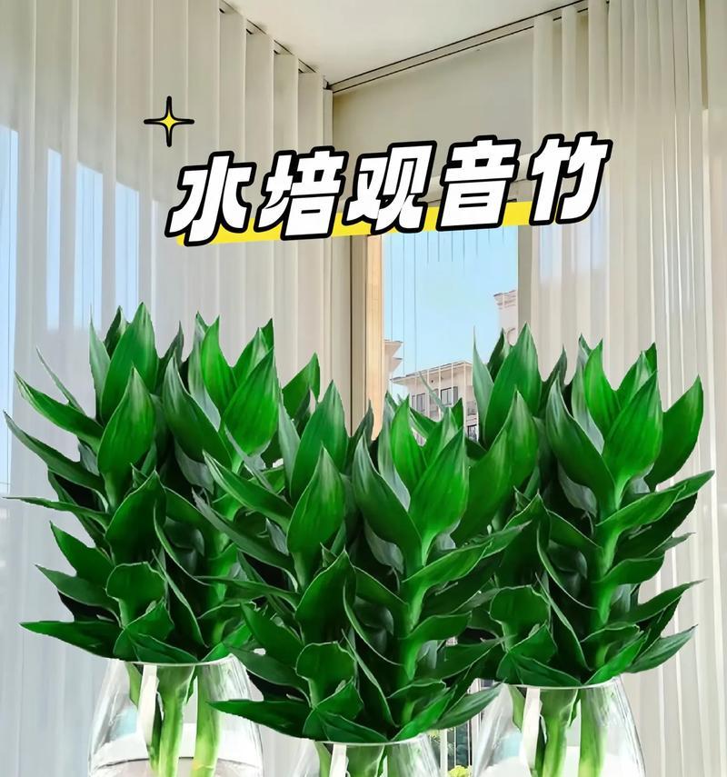 富贵竹水养的正确方法是什么？需要注意什么？