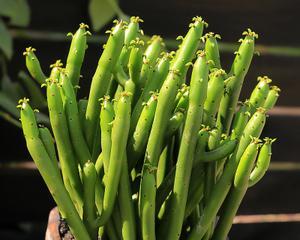 多肉珊瑚树的养护技巧是什么？怎样才能养得更好？