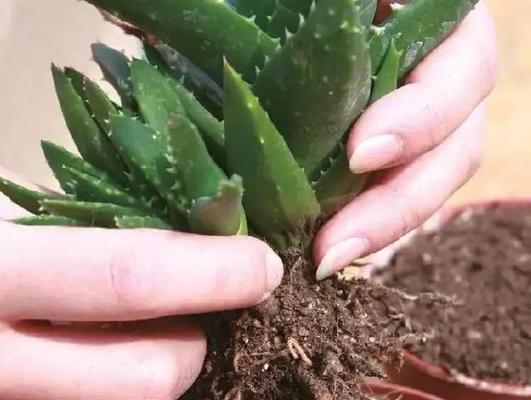芦荟移栽的最佳时机是什么时候？移栽过程中应该注意什么？
