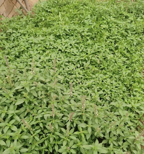 罗勒种植需要注意哪些事项？
