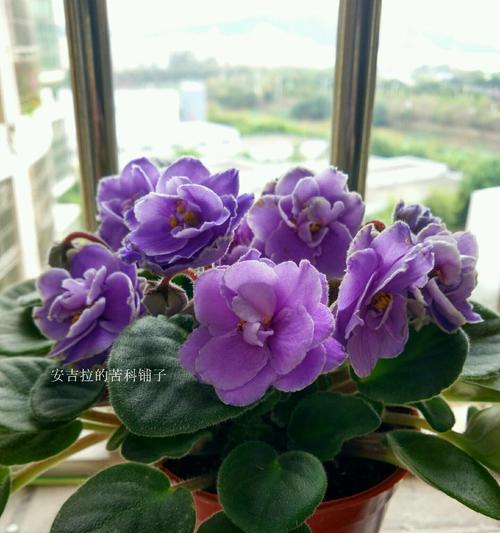 办公室适合种植哪些花卉？