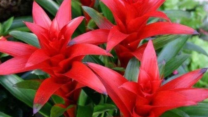 鸿运当头为什么不开花？可能的原因和解决措施是什么？