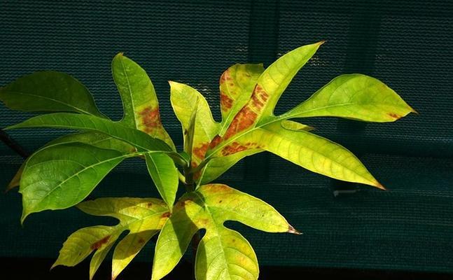植物叶子发黄是缺哪种元素？如何补充？