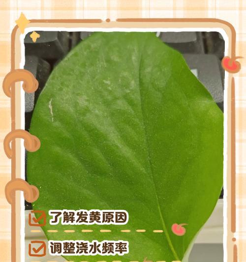 绿箩新叶发黄的解决办法是什么？