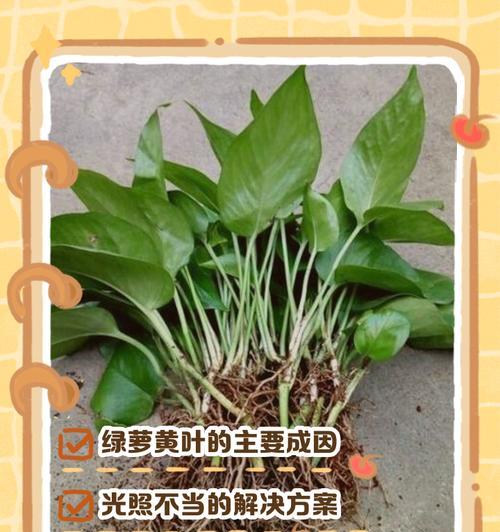 绿箩新叶发黄的解决办法是什么？