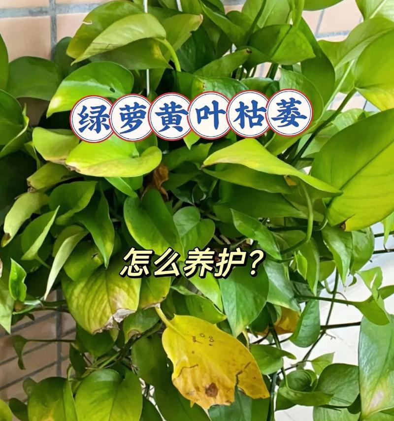 绿萝叶子发黄的原因是什么？