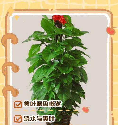 绿萝叶子发黄的原因是什么？