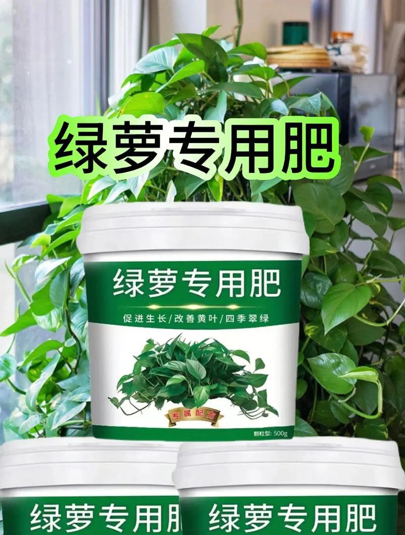 绿萝叶子发黄的原因是什么？