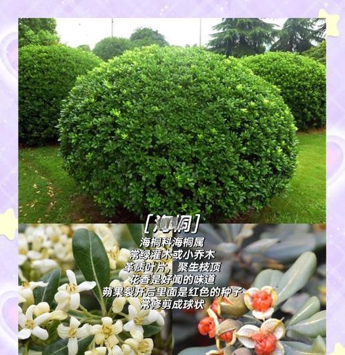 石楠花的作用是什么？如何利用石楠花？