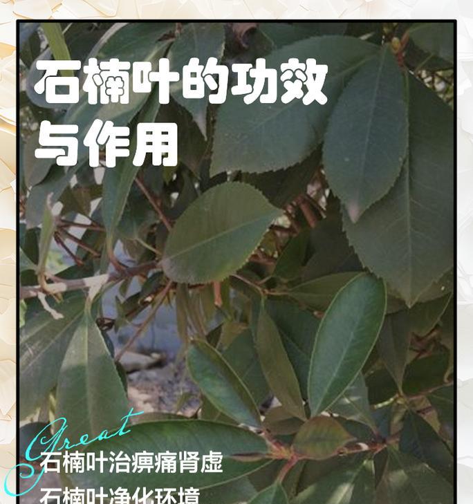石楠花的作用是什么？如何利用石楠花？