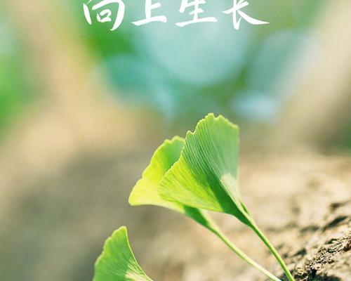 小仙女怎么养？养植小仙女需要注意哪些事项？