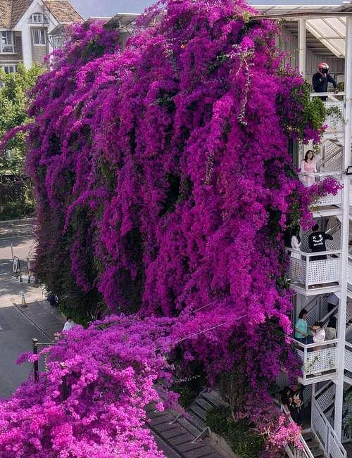 昆明是什么花代表？昆明市花的含义和象征是什么？