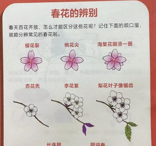昆明是什么花代表？昆明市花的含义和象征是什么？
