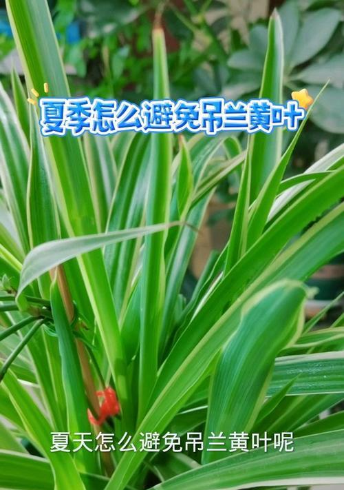 吊兰黄叶是怎么回事？如何解决？
