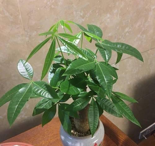 院子里的发财树如何过冬？冬季养护的要点是什么？