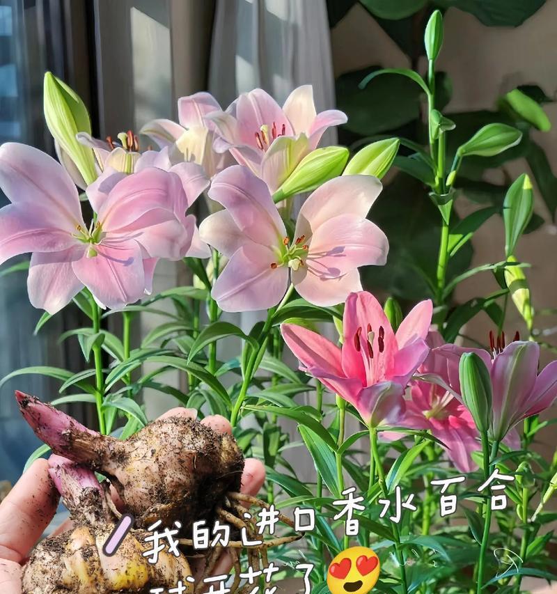 百合花球保存技巧是什么？怎样才能长期保存？