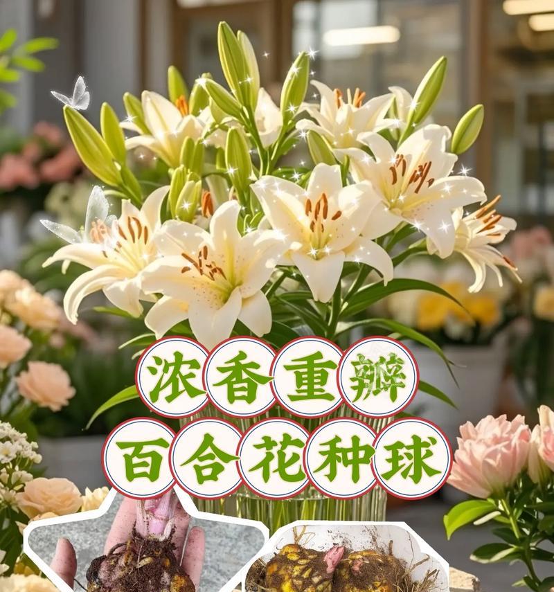 百合花球保存技巧是什么？怎样才能长期保存？