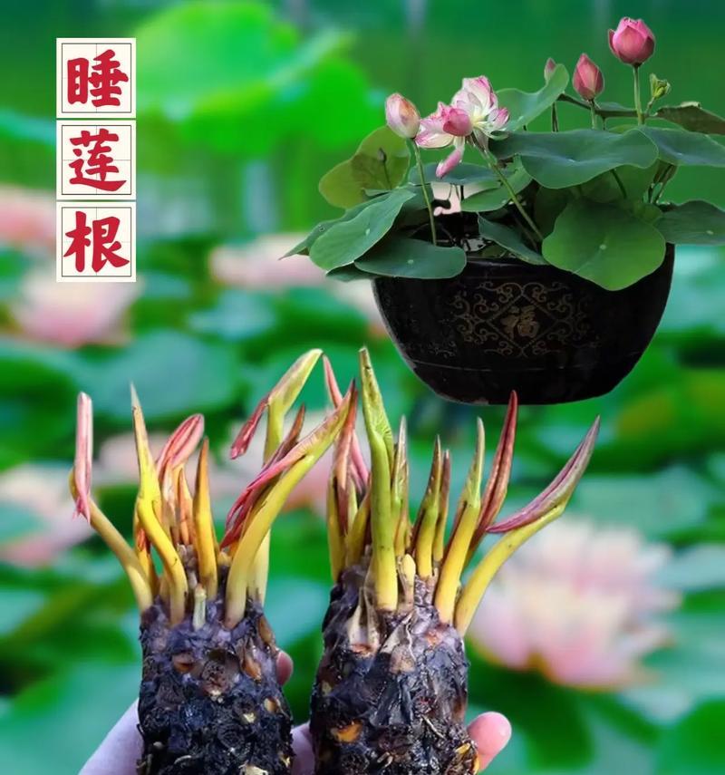 睡莲养护有哪些要点？如何防止睡莲叶片变黄？