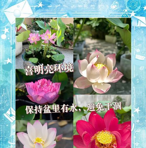 睡莲养护有哪些要点？如何防止睡莲叶片变黄？