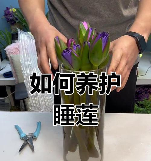 睡莲养护有哪些要点？如何防止睡莲叶片变黄？