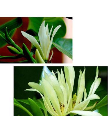 白兰花炭疽病如何防治？有效药物有哪些？