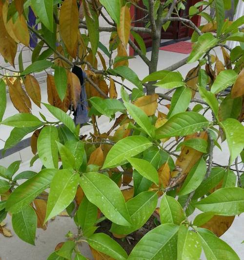 白兰花炭疽病如何防治？有效药物有哪些？