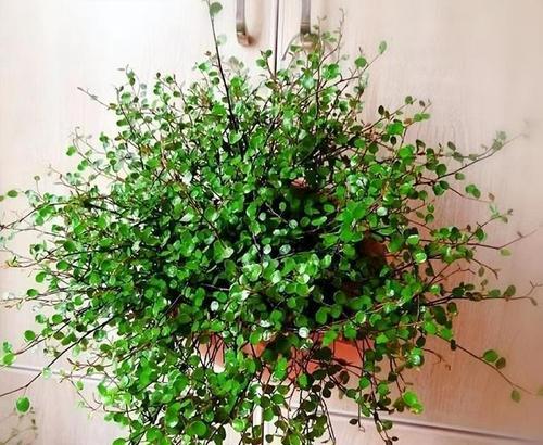 室外适合种植的垂吊植物有哪些？