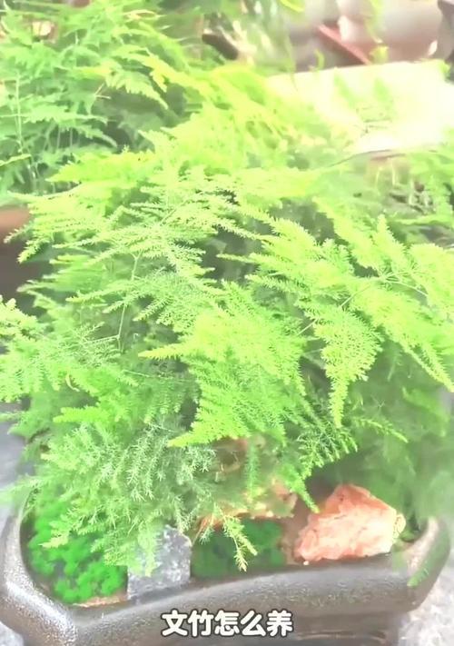 文竹的养殖方法是什么？如何保持文竹的健康生长？