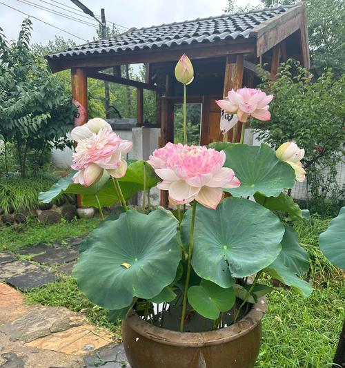 莲花的养殖技巧有哪些？如何解决其常见问题？