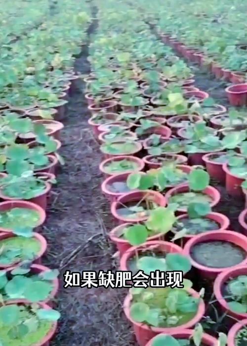 莲花的养殖技巧有哪些？如何解决其常见问题？