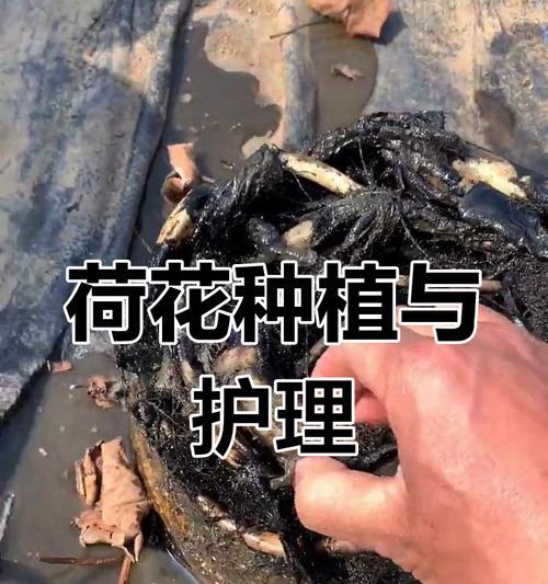 莲花的养殖技巧有哪些？如何解决其常见问题？