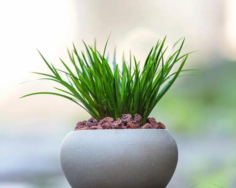 小青草盆栽有哪些好处？如何正确养殖？