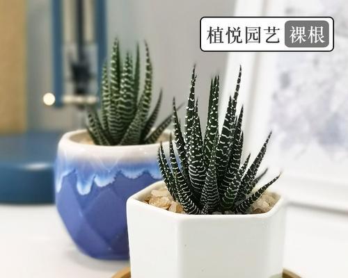 条纹十二卷的养殖技巧有哪些？怎样才能养出漂亮的条纹？