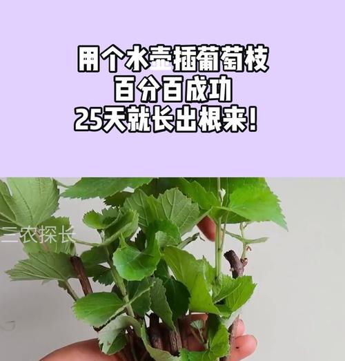 葡萄的繁殖方法有哪些？如何进行葡萄的繁殖？