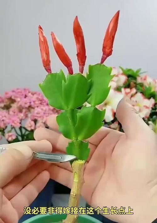 什么可以嫁接蟹爪兰？最佳的嫁接方法是什么？
