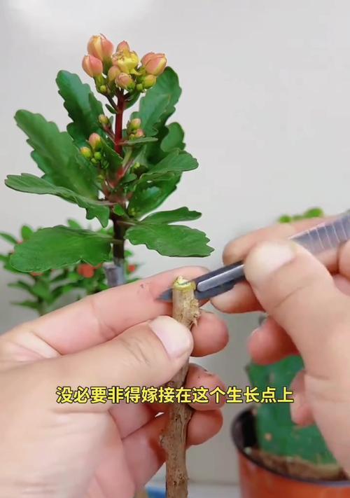 什么可以嫁接蟹爪兰？最佳的嫁接方法是什么？