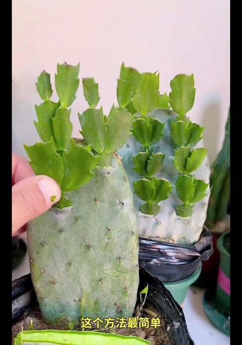 什么可以嫁接蟹爪兰？最佳的嫁接方法是什么？