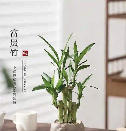 水养富贵竹冬天的养护方法是什么？冬天养水养富贵竹需要注意什么？