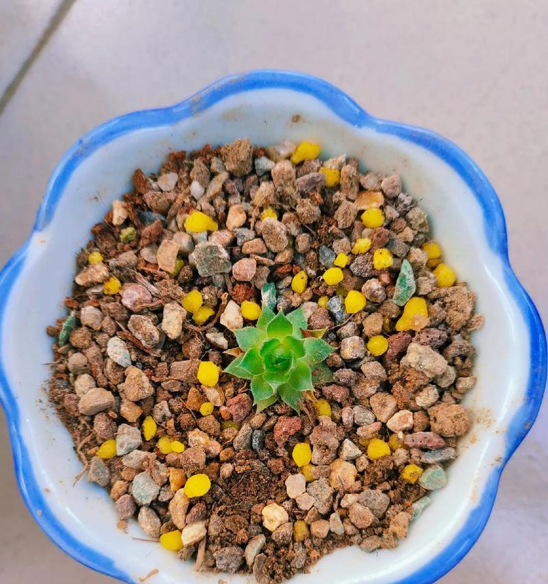 多肉植物怎么栽种？栽种多肉植物的正确步骤是什么？