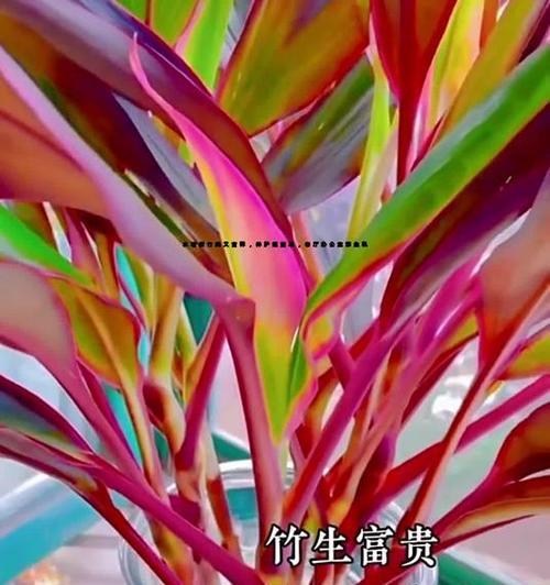 紫竹的养殖环境和护理技巧有哪些？