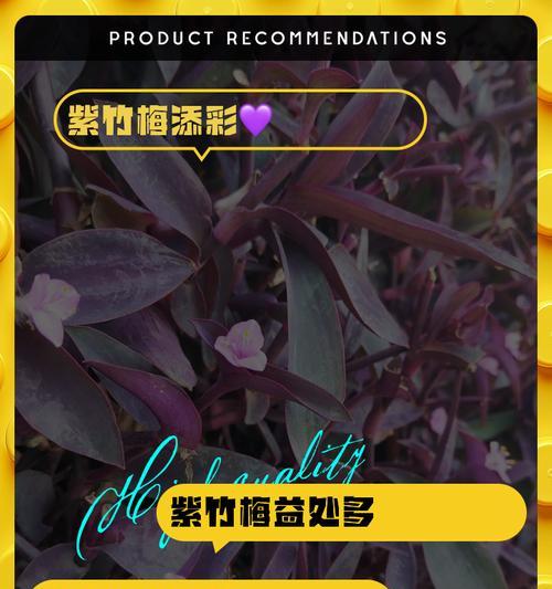 紫竹的养殖环境和护理技巧有哪些？
